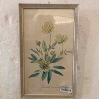 Lille indrammet blomsterbillede