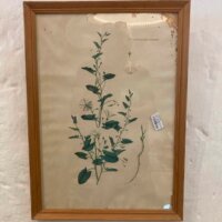 Vintage dansk Flora no 2