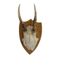 Monteret gevir no 2